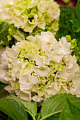 Hydrangea macrophylla, weiß