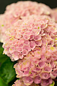 Hydrangea macrophylla 'Magical Revolution'®, rosa