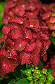 Hydrangea macrophylla 'Magical Ruby Tuesday'