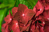 Hydrangea macrophylla Magical Ruby Tuesday