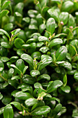 Ilex crenata 'Convexa