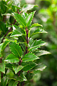 Ilex meserveae