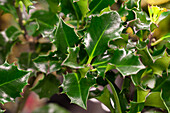 Ilex meserveae 'Blue Angel'®