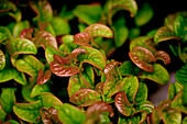 Leucothoe axillaris 'Curly Red'®