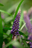 'Royal Purple' Liriope muscari