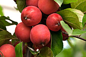 Malus 'Eleyi'