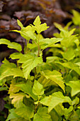 Physocarpus opulifolius 'Dart´s Gold'