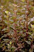 Physocarpus opulifolius 'Little Devil'®