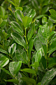 Prunus laurocerasus 'Rotundifolia'