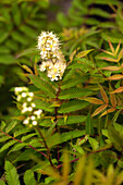 Sorbaria sorbifolia 'Sem'(s)