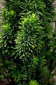 Taxus baccata 'Fastigiata Robusta