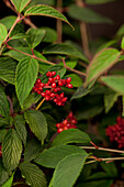 Viburnum plicatum 'Pink Beauty'