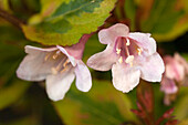 Weigela florida 'Magical Rainbow'®