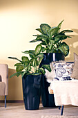 Dieffenbachia