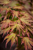 Acer palmatum Ariadne