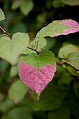 Actinidia kolomikta