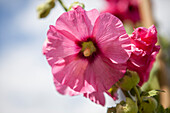 Alcea rosea, pink