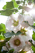 Alcea rosea, white