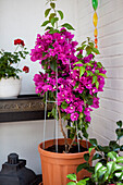 Bougainvillea