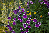 Calibrachoa