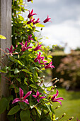 Clematis texensis 'Princess Diana'