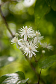 Clematis vitalba