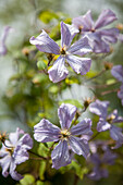 Clematis viticella 'Prince Charles'