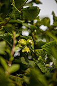 Corylus maxima