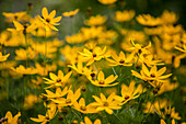 Coreopsis verticillata 'Zagreb'