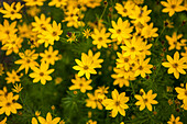 Coreopsis verticillata 'Zagreb'