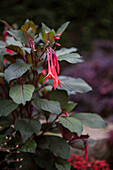 Fuchsia 'Coral