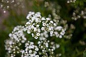 Gypsophila paniculata Festival White