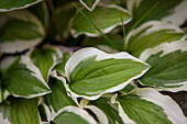 Hosta