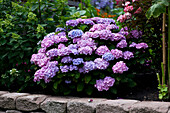 Hydrangea macrophylla, blau