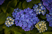 Hydrangea macrophylla, blau