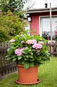 Hydrangea macrophylla, rosa