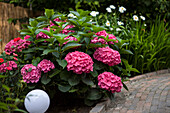 Hydrangea macrophylla, red