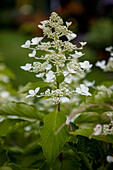 Hydrangea paniculata 'Butterfly'®