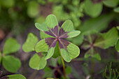 Oxalis tetraphylla