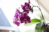 Phalaenopsis, purple