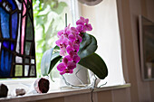 Phalaenopsis, purple