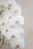 Phalaenopsis, white