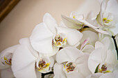 Phalaenopsis, white