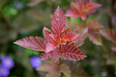 Physocarpus opulifolius 'Lady in Red'®
