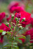 Beet rose