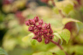 Rubus phoenicolasius