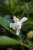 Calycanthus x raulstonii 'Venus'