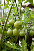 Solanum lycopersicum