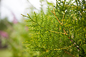 Thuja occidentalis 'Brabant'