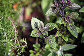 Mentha x piperita 'Chocolate'